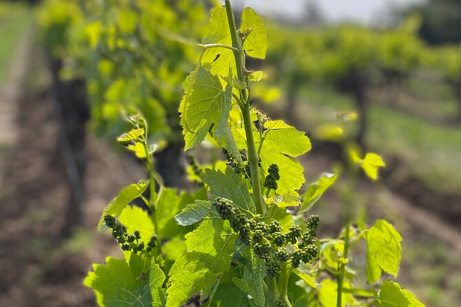 1/2 day, private wine tour, van from Saint Tropez - The Limitations and Considerations