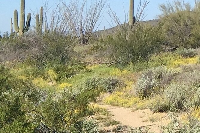 1-2 Hour Sonoran Desert Private Guided Hiking Tour - Discover the Private Sonoran Desert Hiking Experience in Scottsdale