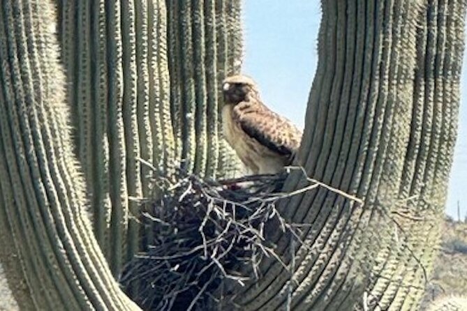 1-2 Hour Sonoran Desert Private Guided Hiking Tour - Snacks, Water, and Sunscreen: Comforts of the Tour