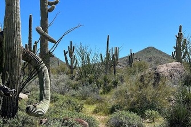 1-2 Hour Sonoran Desert Private Guided Hiking Tour - The Experience with Guides like Paul