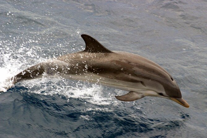 1.5-Hour Charleston Harbor Cruise with Live Narration - Key Points