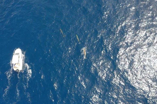 1.5-Hour Dolphin and Whale Watching Tour - The Guide: Knowledgeable, Friendly, and Entertaining