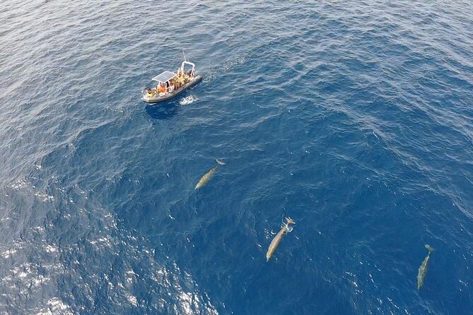 1.5-Hour Dolphin and Whale Watching Tour - Meeting Point and Logistics