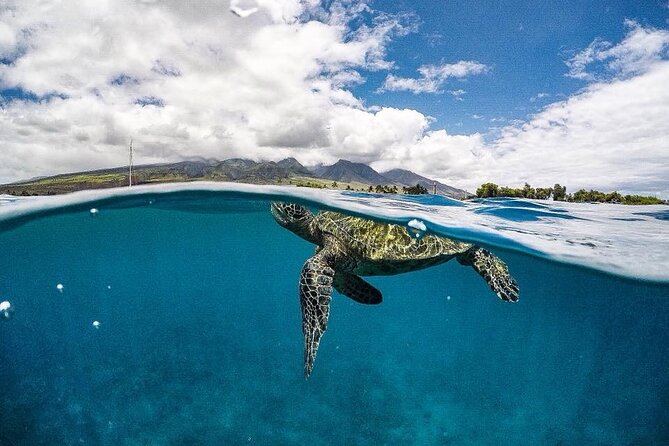 1.5 Hour Elite Whale Watch Kaanapali Beach - Easy Booking and Clear Cancellations