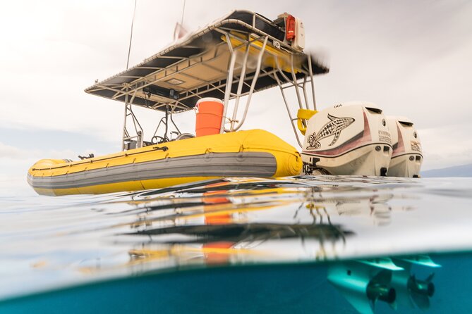 1.5 Hour Elite Whale Watch Kaanapali Beach - Limitations and Considerations