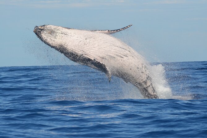 1.5 -Hour Guided Whale and Marine Life Tour - Discover Oahu’s Marine Wildlife on an Exclusive 1.5-Hour Boat Tour