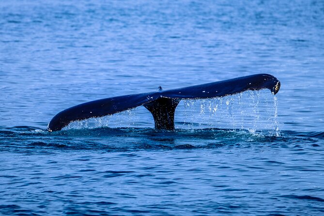 1.5 -Hour Guided Whale and Marine Life Tour - Key Points