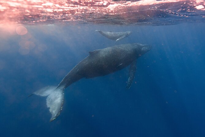1.5 -Hour Guided Whale and Marine Life Tour - What You Can Expect During the Marine Wildlife Search