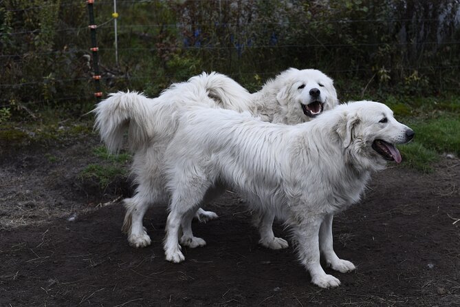1.5 Hour Immersive Farm Experience in Adirondacks - Who Will Love This Farm Experience?