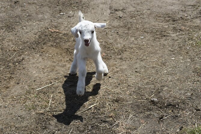 1.5 Hour Immersive Farm Experience in Adirondacks - Cook Family Farm: An Authentic Working Farm Experience