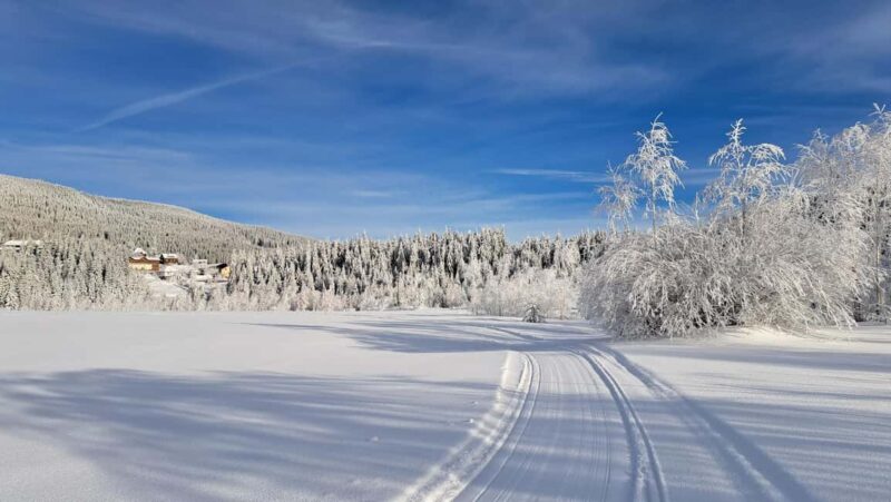 1.5-Hour Private Dog Sledding Tour in Harghita County - Discover the Charm of Private Dog Sledding in Harghita County