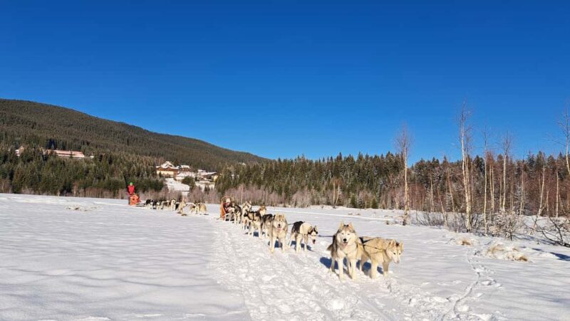 1.5-Hour Private Dog Sledding Tour in Harghita County - Key Points