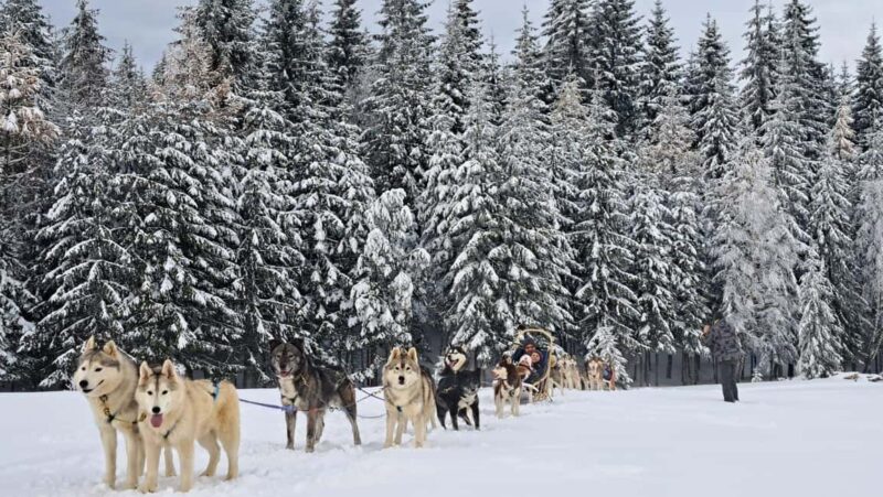 1.5-Hour Private Dog Sledding Tour in Harghita County - Meeting Point and Logistics Details