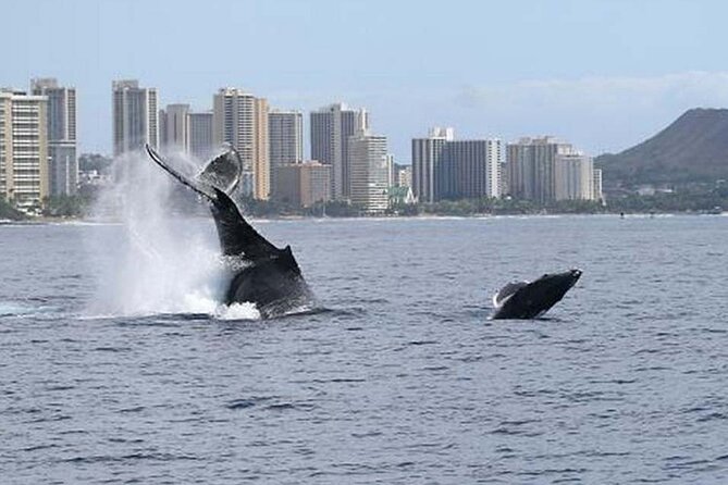 1.5 Hour Waikiki Whale Watching with E Sea Diver (Shuttle Option) - Flexibility and Reboarding Policies