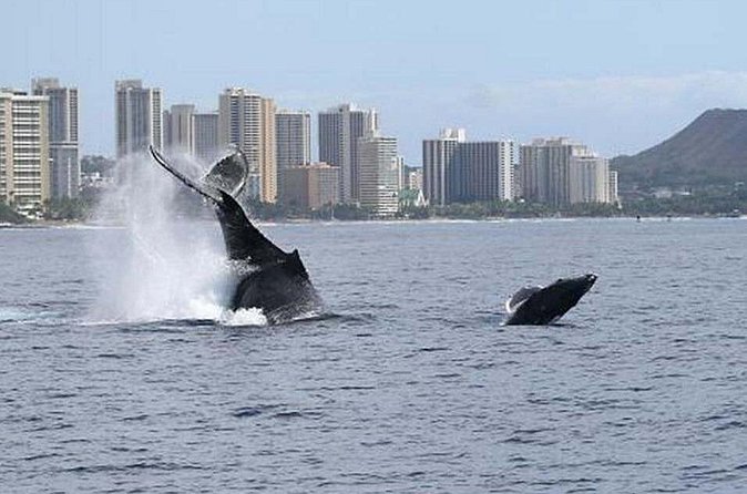 1.5 Hour Waikiki Whale Watching with E Sea Diver (Shuttle Option) - Additional Costs and Optional Extras