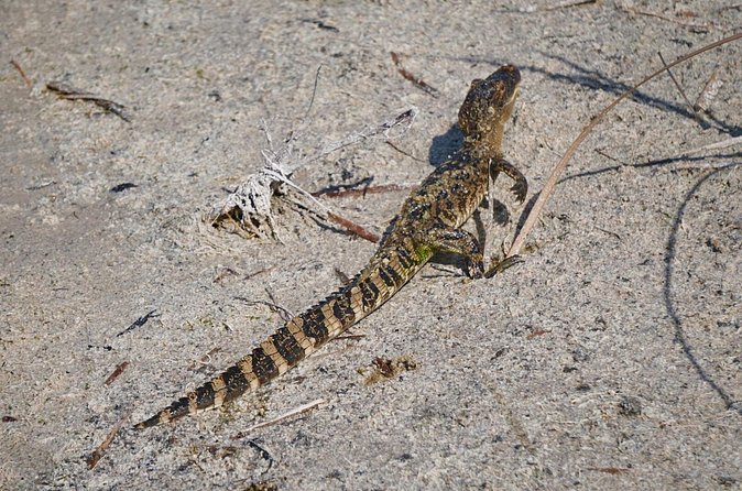 1.5 Hr Guided Private Everglades Airboat Tour, Fort Lauderdale - How Captain Bill Enhances Your Experience