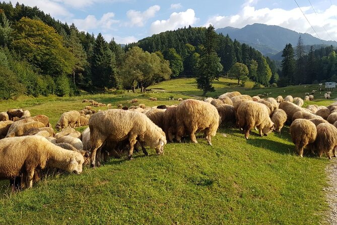 1-Day Bucovina Painted Monasteries tour from Suceava - English - The Last Decades of the 16th Century at Sucevita Monastery