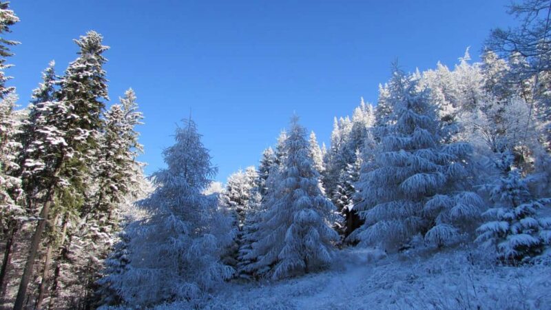 1 day hike to the Piatra Mare massif - Discover the Piatra Mare Massif in a Full-Day Private Hike