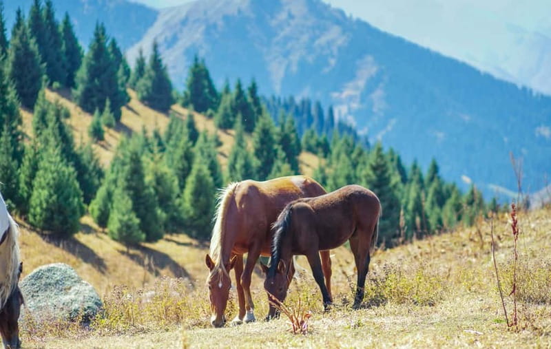 1 Day Horse Riding Adventure in Borjomi Mountains - The Sum Up: A Peaceful Ride Through Georgia’s Mountains