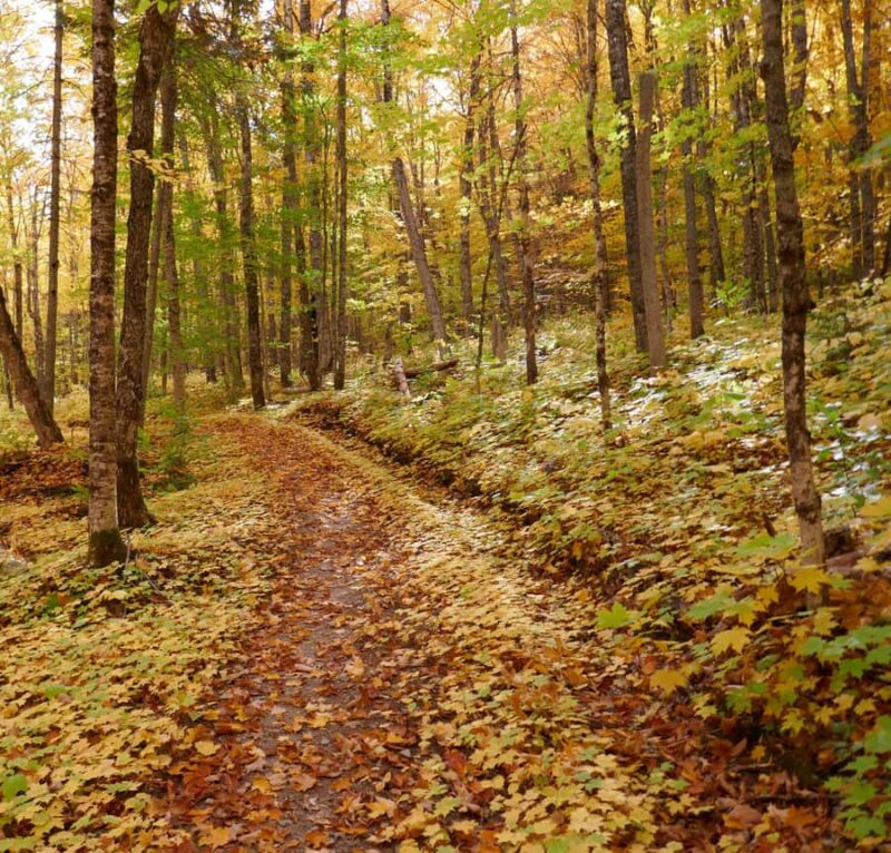 1-day immersive tour of Magog and surrounding area - Enjoy a Traditional Magog Lunch in a Cozy Local Restaurant