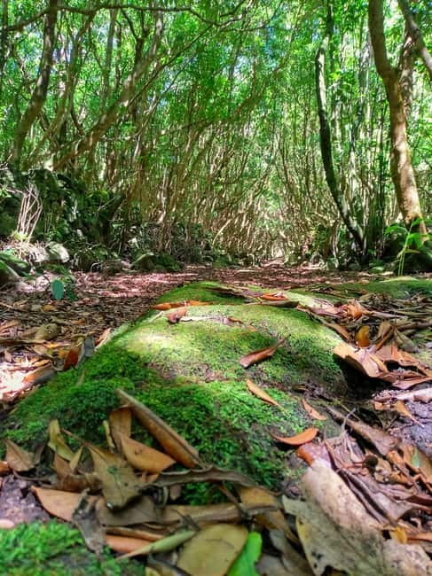 1-day jeep tour on the island of Pico - Azores - Scenic Drive to Lagoa do Caiado and Lagoa Seca