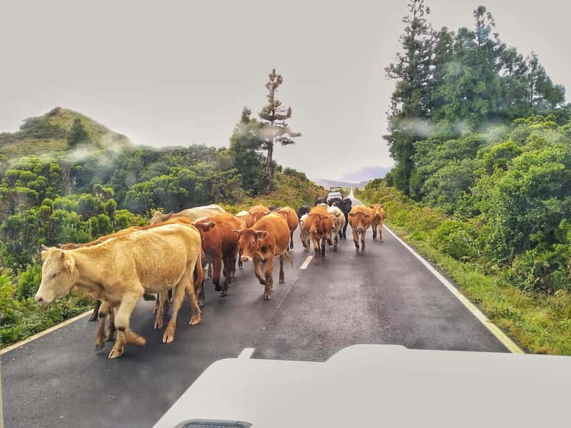 1-day jeep tour on the island of Pico - Azores - Authentic Regional Lunch at a Local Restaurant