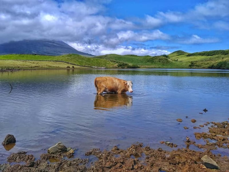 1-day jeep tour on the island of Pico - Azores - Visit to Cachorro and Lava Land Areas