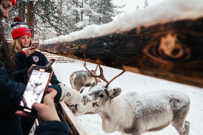1 Day Pass Lapland Winter Park in Rovaniemi - Reindeer Watching and Forest Walks