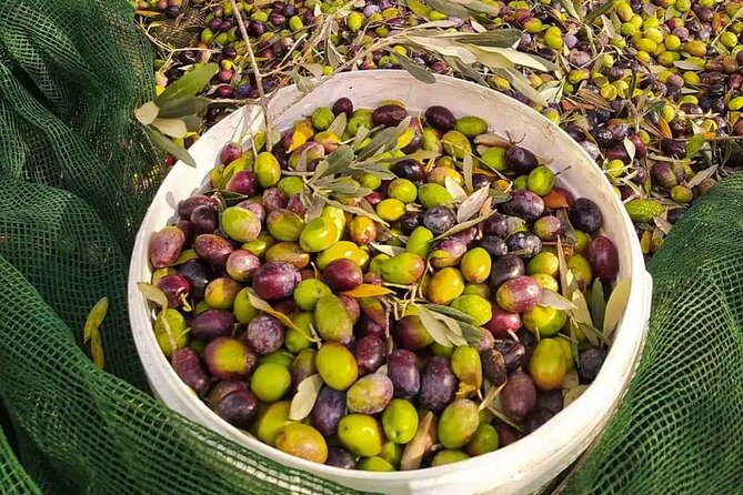 1 Day Rhodes Island Tour with Olive Oil, Honey and Wine Tasting - Discovering the UNESCO-Listed Old Town of Rhodes