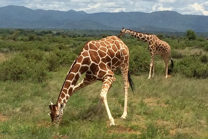 1 Day Shimba Hills starting from Diani Beach. - Explore Shimba Hills: An Adventure Just an Hour from Diani Beach
