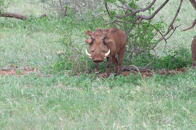 1 Day Shimba Hills starting from Diani Beach. - Sheldrick Falls: The Highlight Waterfall Hike