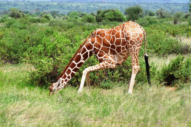 1 Day Shimba Hills starting from Diani Beach. - What Sets This Tour Apart