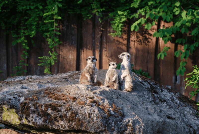 1-day ticket for Schwerin Zoo - Key Points