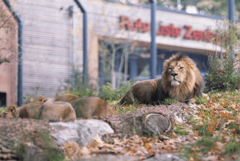 1-day ticket for Schwerin Zoo - Practical Information: Planning Your Visit