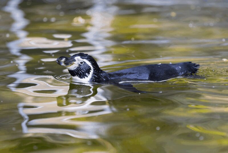 1-day ticket for Schwerin Zoo - Accessibility and Tips for Visiting