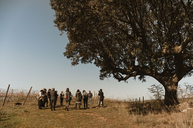 1 Day Wine Tour Around Évora - The Wineries and Their Unique Charm