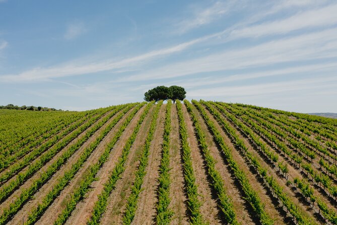 1 Day Wine Tour Around Évora - Overall Value and Suitability