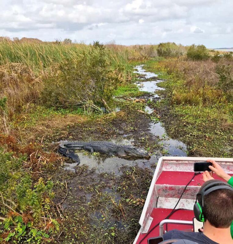 1 Hour Airboat Everglade Tour - What To Expect During the Tour