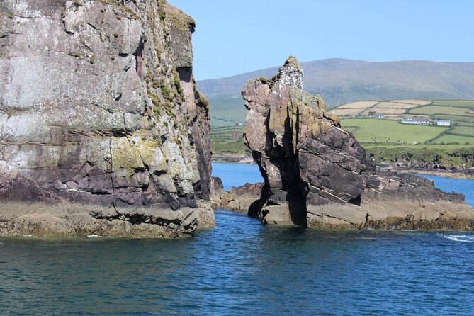 1 hour Dingle Bay Cliff Tour - Meeting Point at Dingle Dolphin Boat Tours