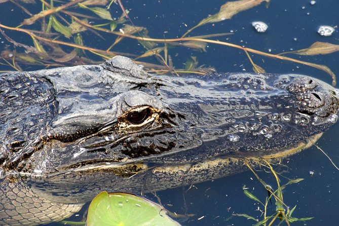 1 Hour Everglades Airboat Tour Central Florida - Explore the Florida Everglades on a 1-Hour Airboat Adventure in Central Florida