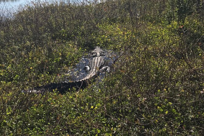 1 Hour Everglades Airboat Tour Central Florida - What the 1-Hour Airboat Experience Entails