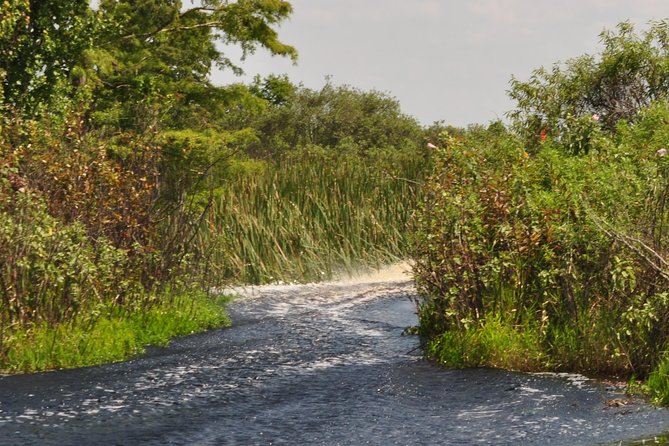1 Hour Everglades Airboat Tour Central Florida - Wildlife Encounters: Alligators, Birds, and More