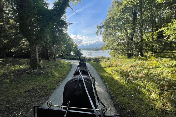 1 Hour Guided Carriage Tour in Killarney National Park - Discover the Charm of Killarney National Park on a 1-Hour Carriage Ride