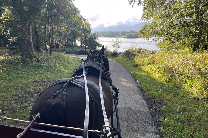 1 Hour Guided Carriage Tour in Killarney National Park - Practical Details and Accessibility