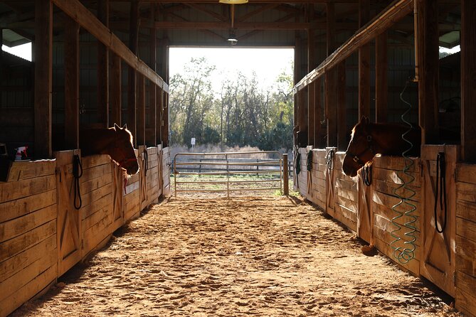 1 Hour Guided Horseback Trail Ride Rock Springs Run State Reserve - Scenic Trails through Diverse Florida Ecosystems