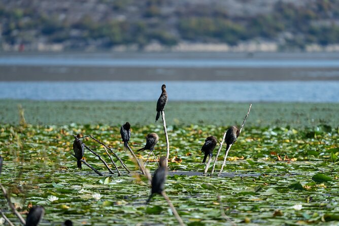 1-hour Kayak Adventure through Skadar Lake from Virpazar - Why This Kayak Tour is a Great Choice