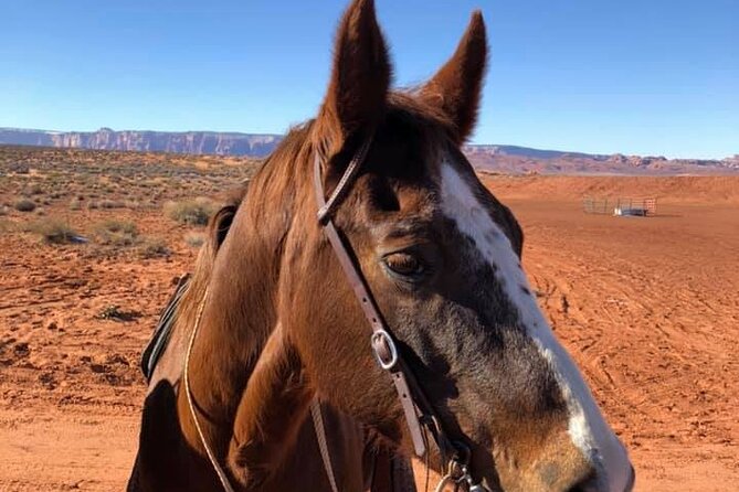 1-Hour Page Horseshoe Bend Trail Ride - Why This Trail Ride Stands Out