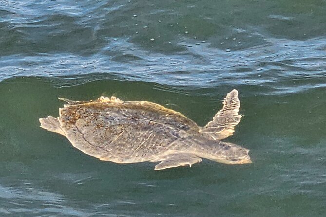 1 Hour Private Dolphin and Nature Tour - The 60-Minute Experience: What to Expect