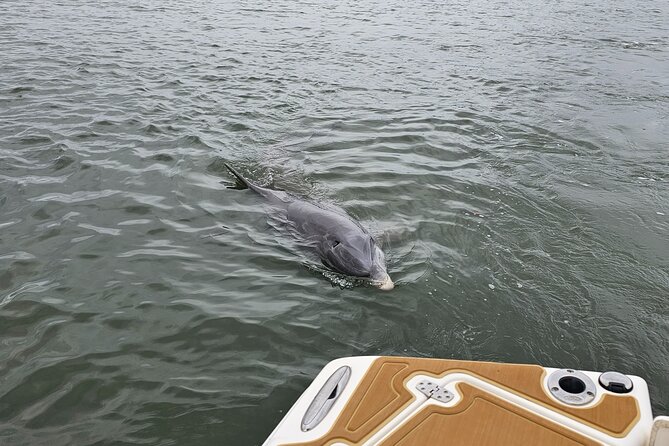 1 Hour Private Dolphin and Nature Tour - Final Thoughts on the 1 Hour Private Dolphin and Nature Tour