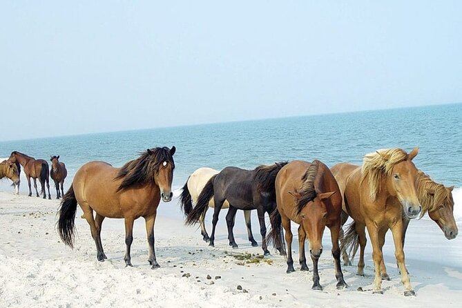 1-Hour Private Party Assateague Island Pony Cruise in Ocean City - Key Points